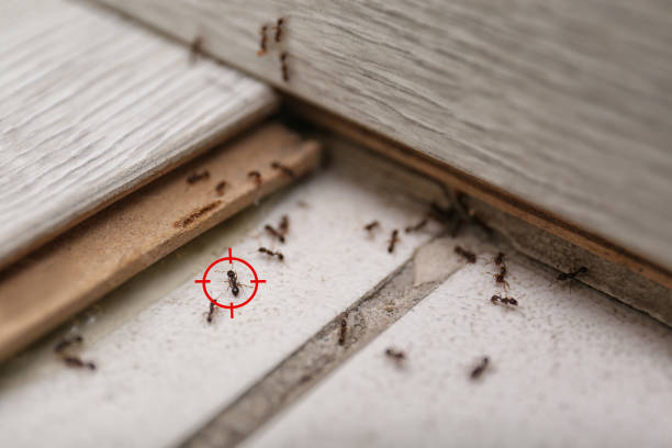 Trusted West Dennis, MA Pest Control Experts